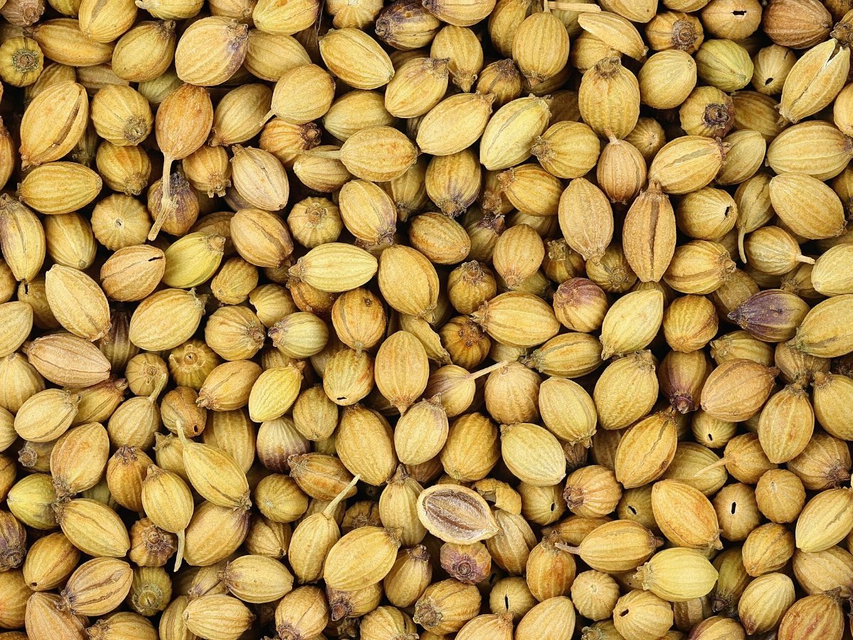 Whole coriander seeds in close-up — supplied by KPRS Foods